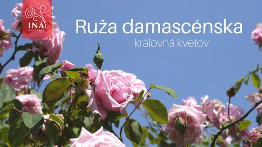 Dôvod, prečo aj vy budete chcieť Tekuté zlato vo svojej starostlivosti o pleť & vlasy – Kráľovná kvetov v InaEssentials