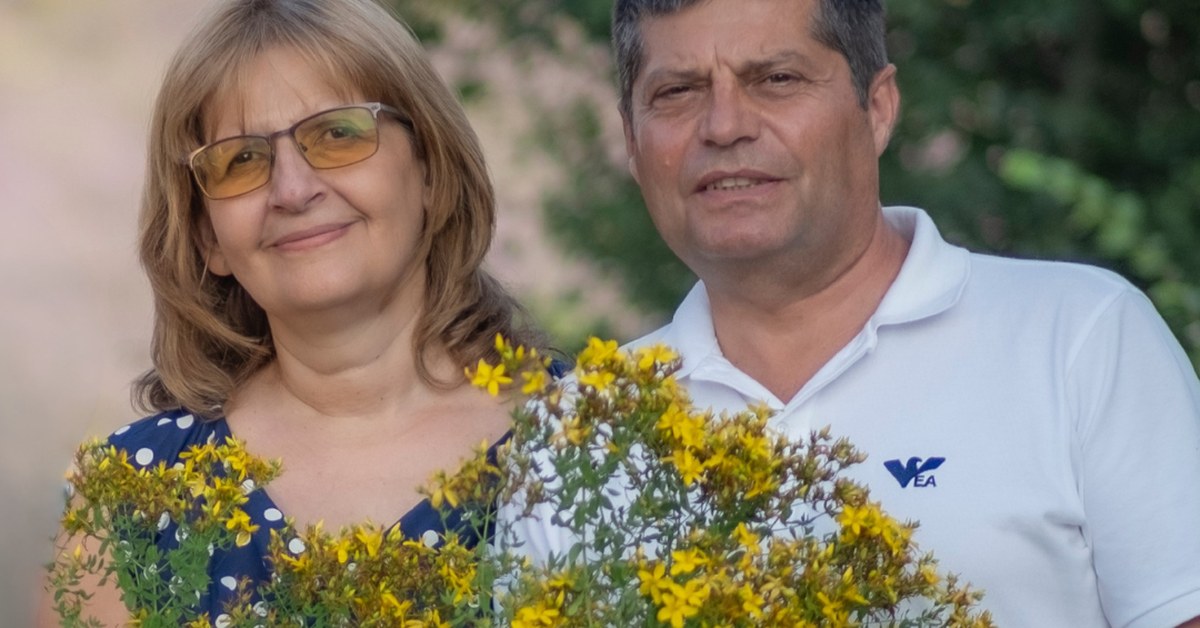 Ľubovník bodkovaný Hypericum perforatum zozbieraný rodinou Ralchevi