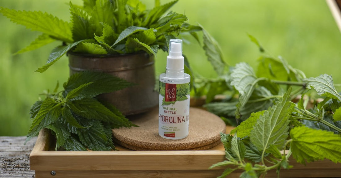 Divoká žihľava Urtica dioica a Voda z Divokej Žihľavy Hydrolina