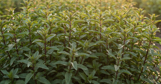 Mäta pieprová Mentha piperita a Organická voda z Mäty Hydrolina