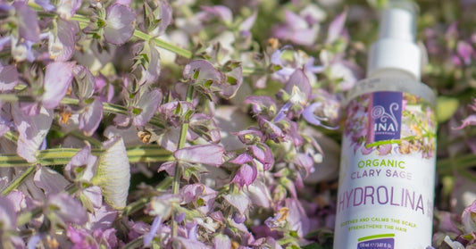 Šalvia muškátová Salvia sclarea a Organická voda zo Šalvie Hydrolina
